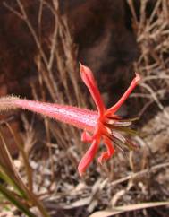 Barbacenia umbrosa