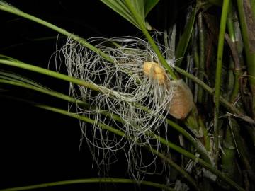 Fotografia da espécie Evodianthus funifer
