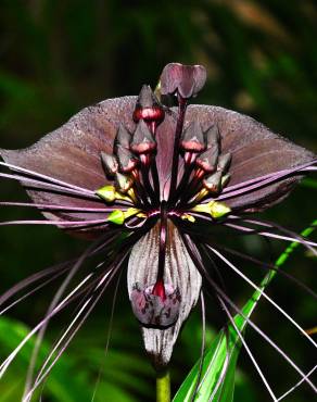 Fotografia 3 da espécie Tacca chantrieri no Jardim Botânico UTAD