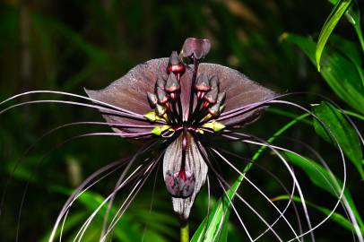Fotografia da espécie Tacca chantrieri