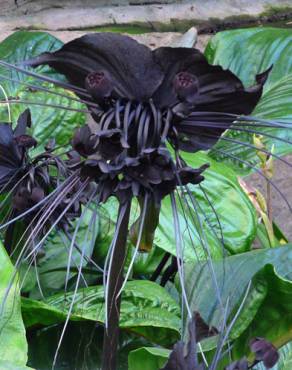 Fotografia 4 da espécie Tacca chantrieri no Jardim Botânico UTAD