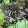 Fotografia 5 da espécie Tacca chantrieri do Jardim Botânico UTAD