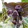 Fotografia 6 da espécie Tacca chantrieri do Jardim Botânico UTAD