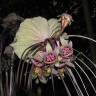 Fotografia 7 da espécie Tacca chantrieri do Jardim Botânico UTAD