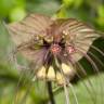 Fotografia 9 da espécie Tacca chantrieri do Jardim Botânico UTAD