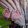 Fotografia 14 da espécie Tacca chantrieri do Jardim Botânico UTAD