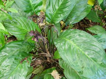 Fotografia da espécie Tacca chantrieri