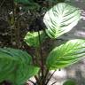 Fotografia 16 da espécie Tacca chantrieri do Jardim Botânico UTAD