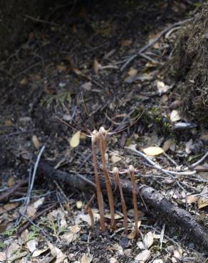 Fotografia 1 da espécie Arachnitis uniflora no Jardim Botânico UTAD