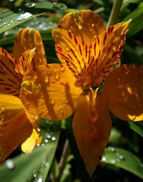 Fotografia 1 da espécie Alstroemeria aurea no Jardim Botânico UTAD