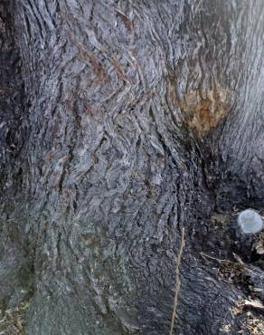 Fotografia 5 da espécie Quillaja saponaria no Jardim Botânico UTAD