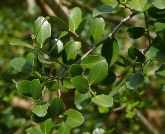 Fotografia da espécie Quillaja saponaria