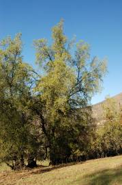 Fotografia da espécie Quillaja saponaria