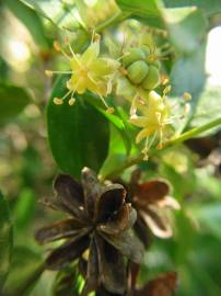 Fotografia da espécie Quillaja saponaria