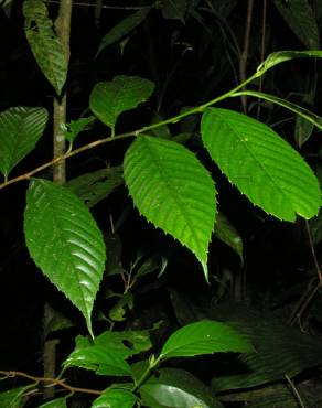 Fotografia 1 da espécie Ticodendron incognitum no Jardim Botânico UTAD