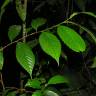 Fotografia 1 da espécie Ticodendron incognitum do Jardim Botânico UTAD