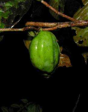 Fotografia 3 da espécie Ticodendron incognitum no Jardim Botânico UTAD