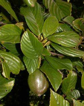 Fotografia 4 da espécie Ticodendron incognitum no Jardim Botânico UTAD