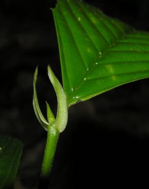 Fotografia 6 da espécie Ticodendron incognitum no Jardim Botânico UTAD