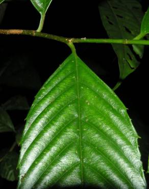 Fotografia 7 da espécie Ticodendron incognitum no Jardim Botânico UTAD