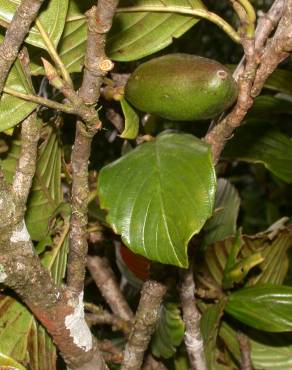 Fotografia 9 da espécie Ticodendron incognitum no Jardim Botânico UTAD