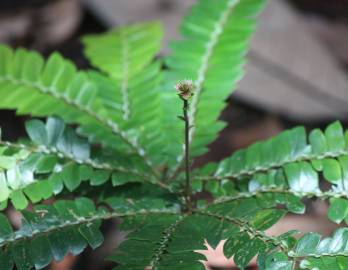 Fotografia da espécie Anisophyllea disticha