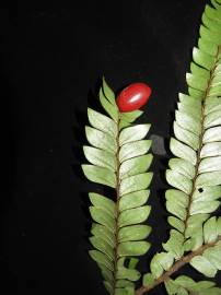 Fotografia da espécie Anisophyllea disticha