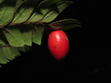 Fotografia da espécie Anisophyllea disticha