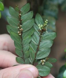 Fotografia da espécie Anisophyllea disticha