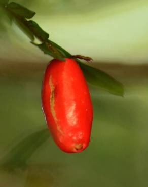 Fotografia 16 da espécie Anisophyllea disticha no Jardim Botânico UTAD