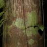 Fotografia 5 da espécie Ruptiliocarpon caracolito do Jardim Botânico UTAD