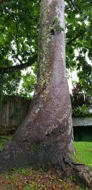 Fotografia da espécie Agathis australis