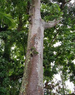 Fotografia 9 da espécie Agathis australis no Jardim Botânico UTAD