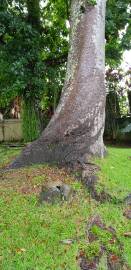 Fotografia da espécie Agathis australis