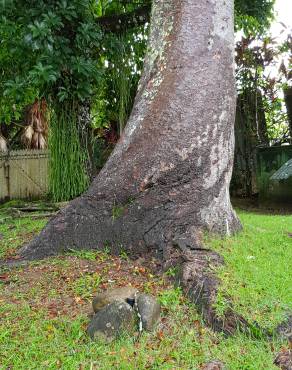 Fotografia 10 da espécie Agathis australis no Jardim Botânico UTAD