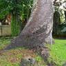 Fotografia 10 da espécie Agathis australis do Jardim Botânico UTAD