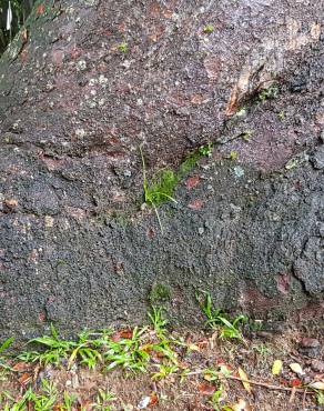 Fotografia 12 da espécie Agathis australis no Jardim Botânico UTAD