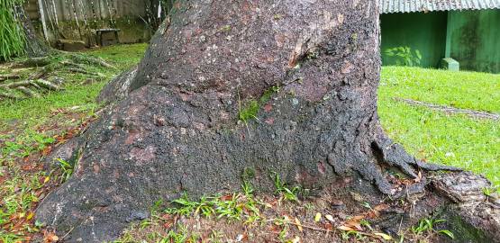 Fotografia da espécie Agathis australis