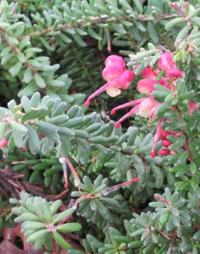 Fotografia 7 da espécie Grevillea lanigera no Jardim Botânico UTAD