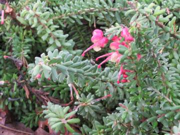 Fotografia da espécie Grevillea lanigera