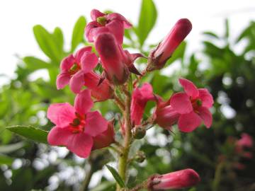 Fotografia da espécie Escallonia rubra