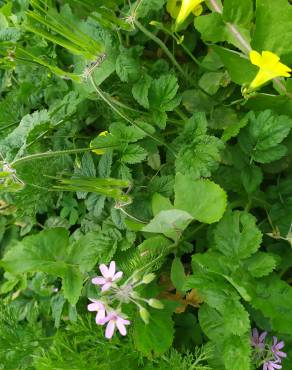 Fotografia 13 da espécie Erodium moschatum no Jardim Botânico UTAD