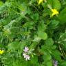 Fotografia 13 da espécie Erodium moschatum do Jardim Botânico UTAD