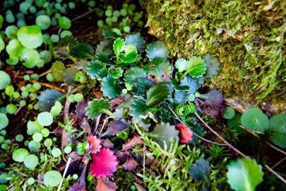 Fotografia da espécie Saxifraga spathularis