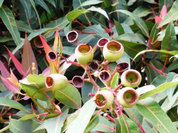 Fotografia da espécie Corymbia ficifolia