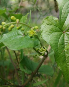 Fotografia 14 da espécie Dioscorea communis no Jardim Botânico UTAD