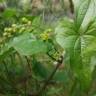 Fotografia 14 da espécie Dioscorea communis do Jardim Botânico UTAD