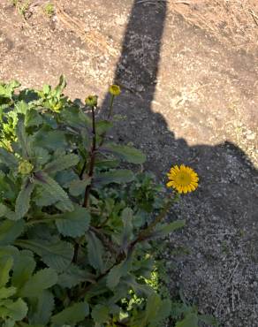 Fotografia 9 da espécie Coleostephus myconis no Jardim Botânico UTAD