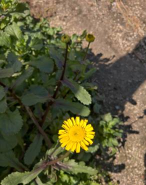 Fotografia 10 da espécie Coleostephus myconis no Jardim Botânico UTAD