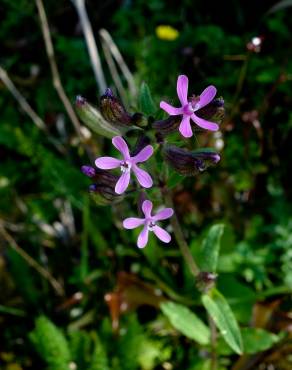 Fotografia 8 da espécie Silene fuscata no Jardim Botânico UTAD